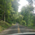 Photo of tree down on power lines